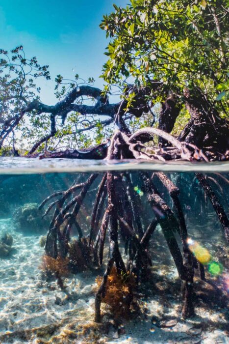 Mangrove-example-for-Paludarium Mangrove-example-for-Paludarium